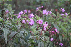 Osbeckia hispidissima